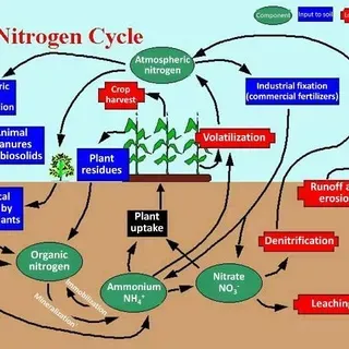 thumbnail for publication: Nutrient Management